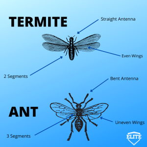 carpenter ant vs termite