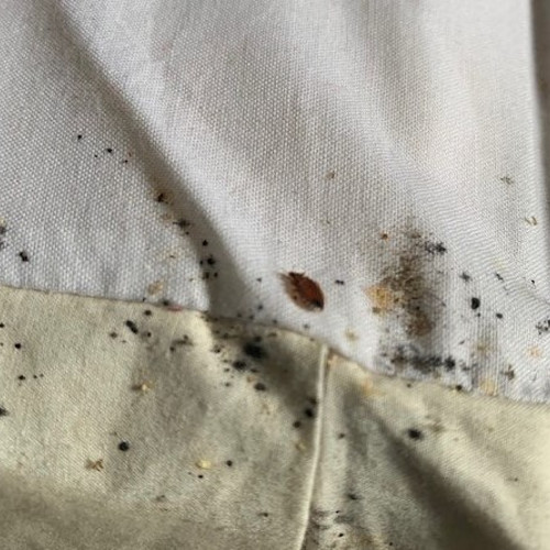 Pest control Columbus Ohio Elite Pest and Termite Control, LLC