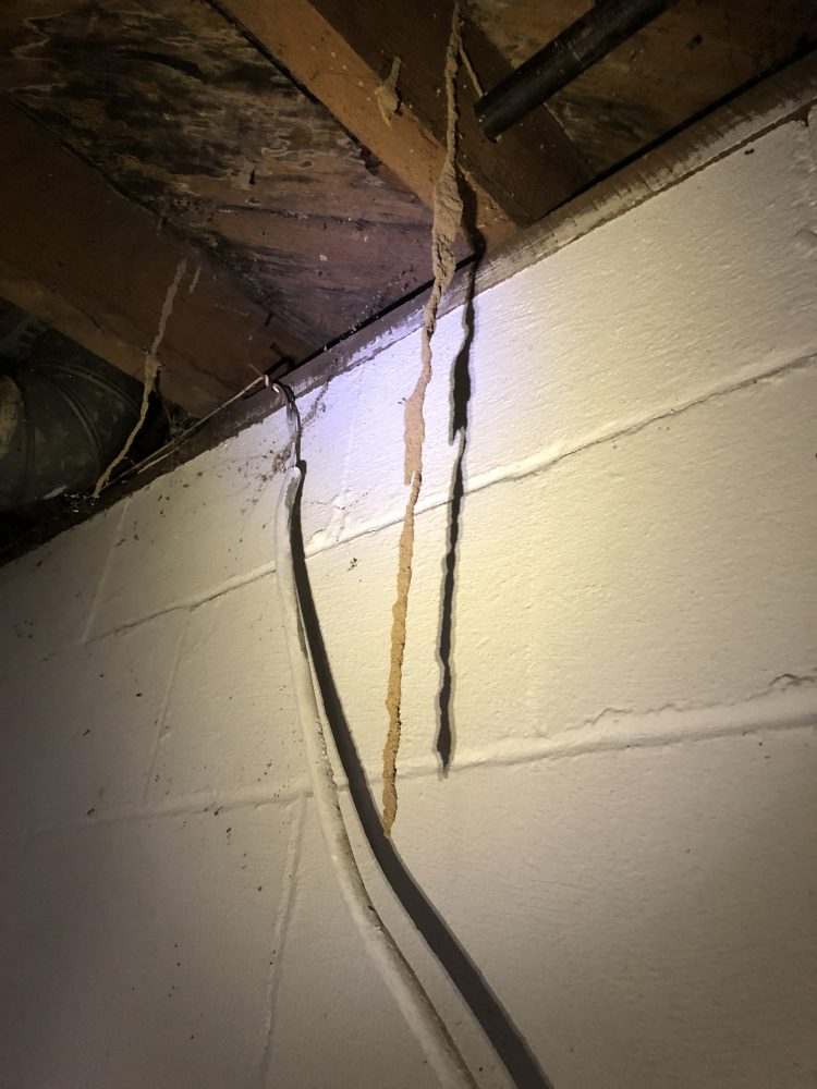 Termite Mud Tube Hanging