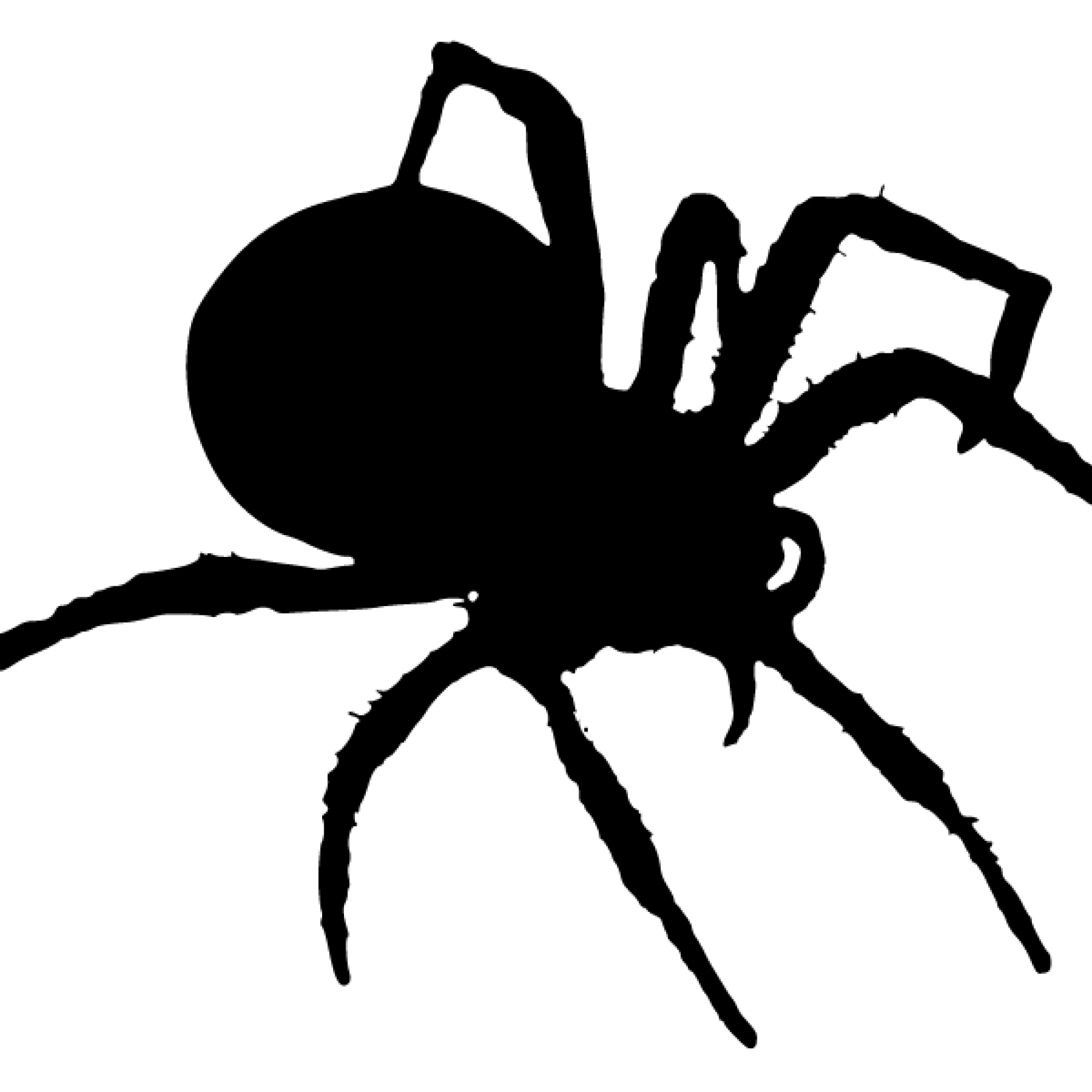 spider